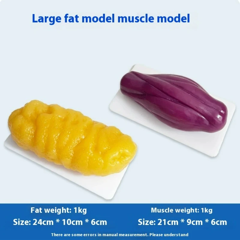 Human Muscle and Fat Replicas  - Nutrition Fitness recension och pris